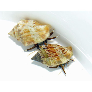 Calcinus laevimanus