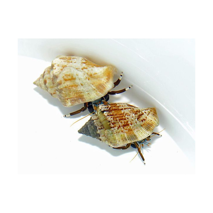 Calcinus laevimanus