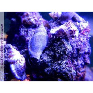 Calcinus sp. par 20