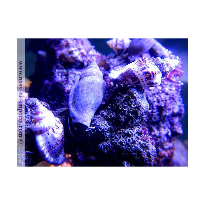Calcinus sp. par 20