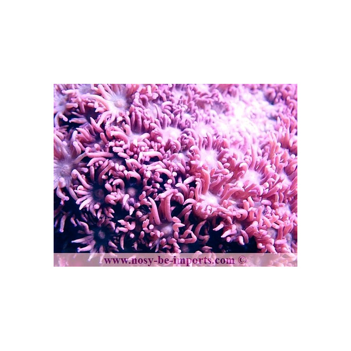 Goniopora sp. rouge Indonésie