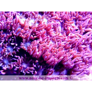 Goniopora sp. rouge Indonésie