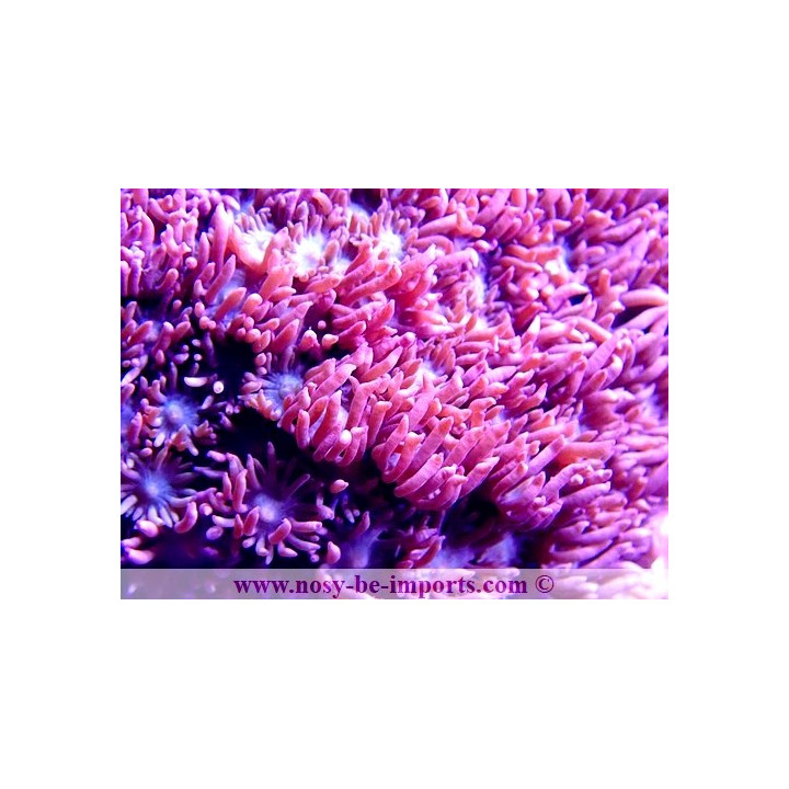 Goniopora sp. rouge Indonésie