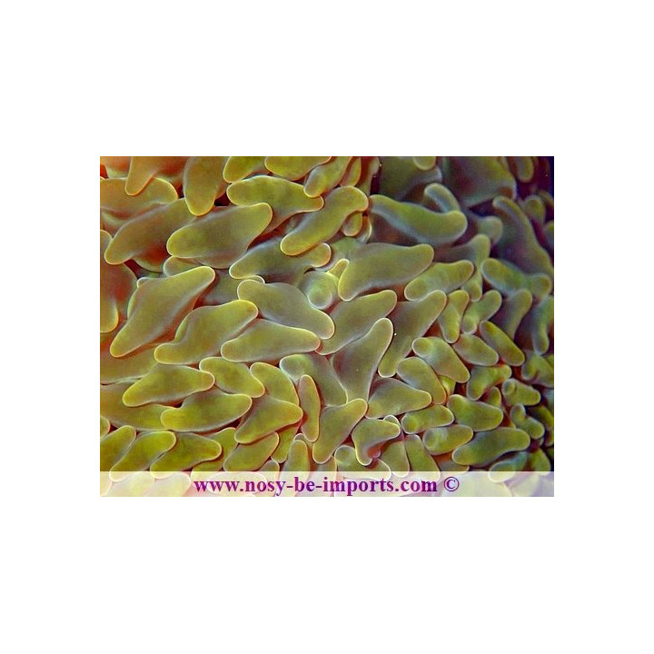 Euphyllia ancora orange