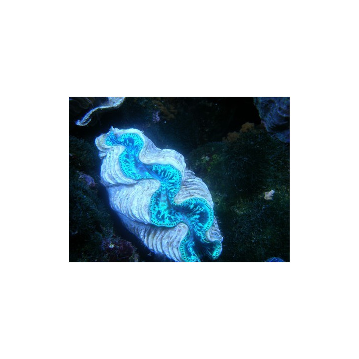 Tridacna