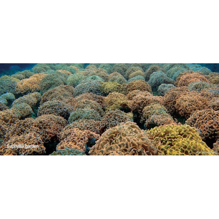 Euphyllia ancora orange