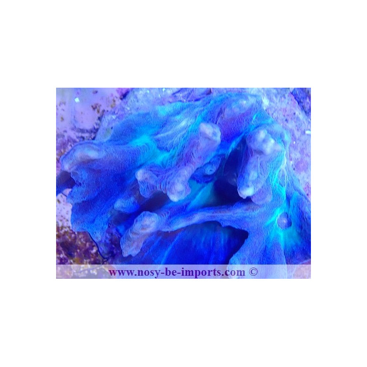 Pectinia sp. Tricolore