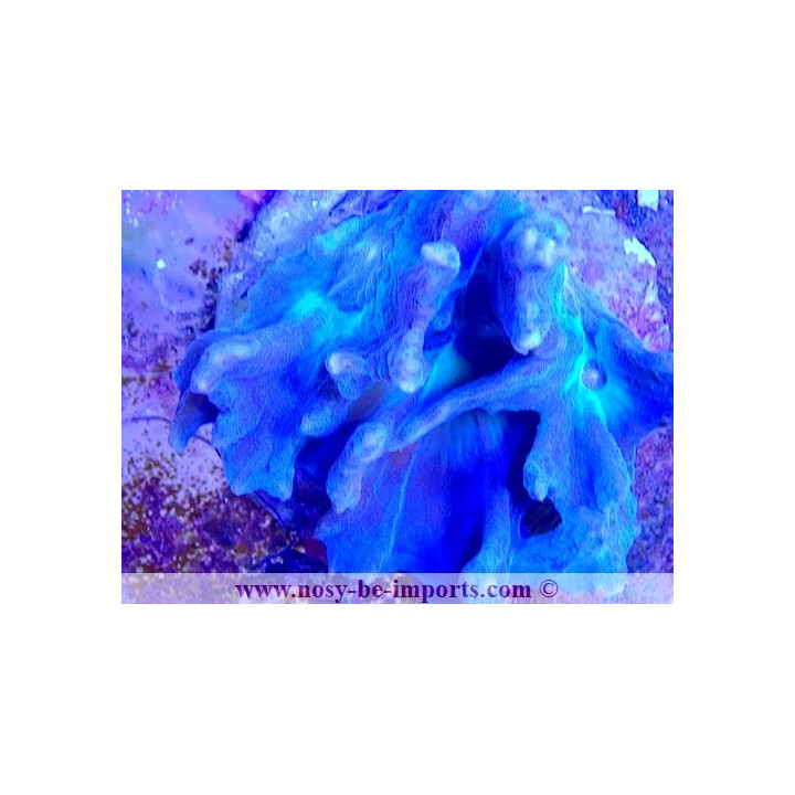 Pectinia sp. Tricolore