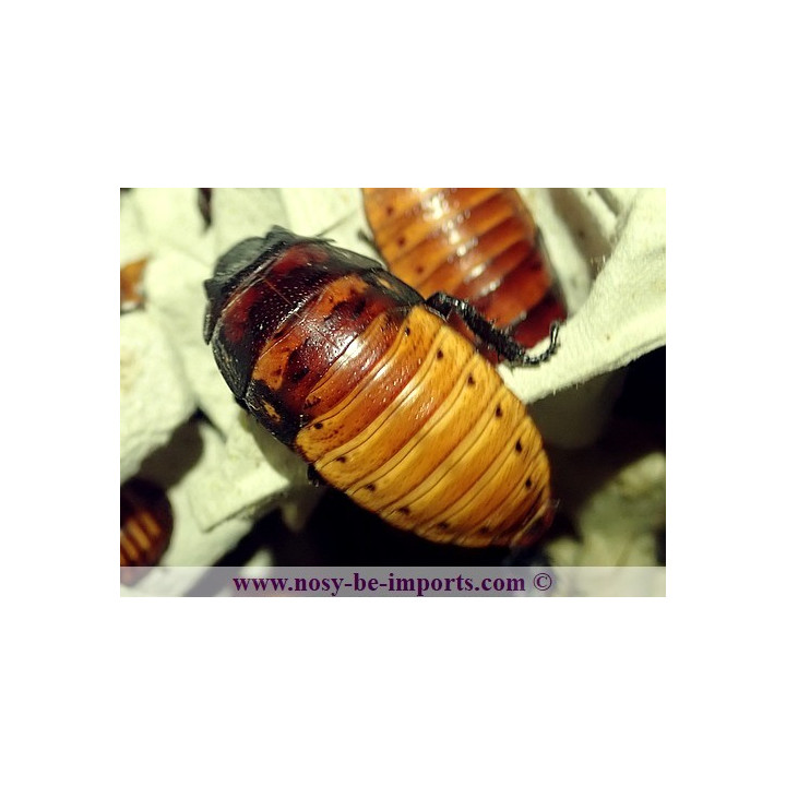 Gromphadorhina portentosa