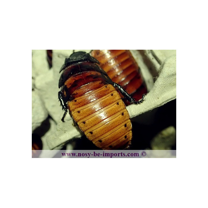 Gromphadorhina portentosa