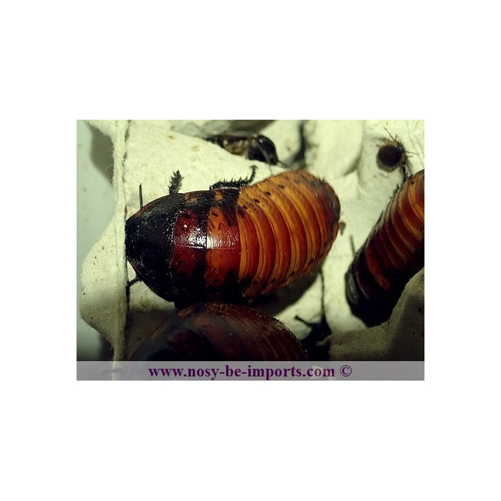 Gromphadorhina portentosa