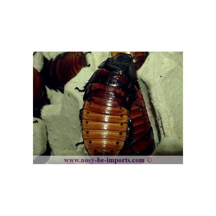 Gromphadorhina portentosa
