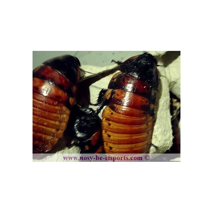 Gromphadorhina portentosa