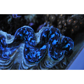 Tridacna maxima
