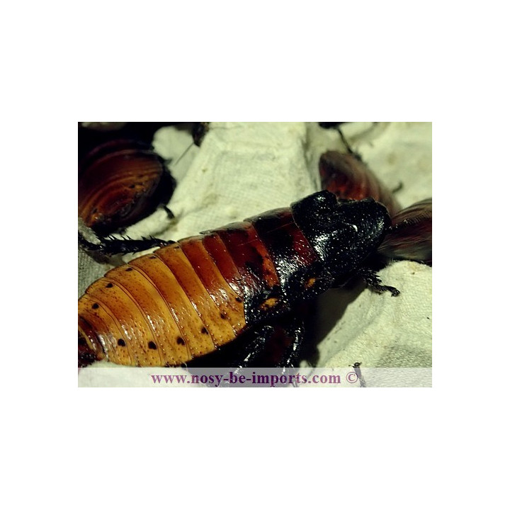 Gromphadorhina portentosa