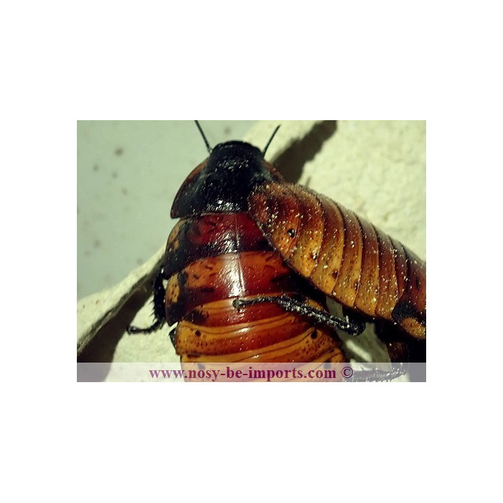 Gromphadorhina portentosa