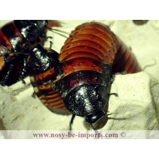 Gromphadorhina portentosa