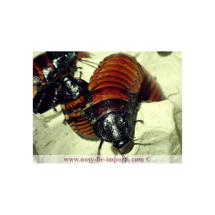 Gromphadorhina portentosa