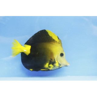 Zebrasoma scopas Aberrant