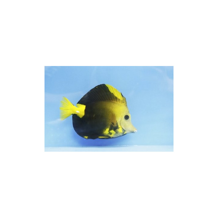 Zebrasoma scopas Aberrant