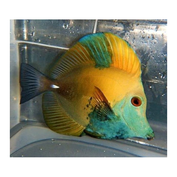 Zebrasoma scopas Aberrant