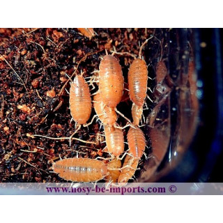 Porcellionides pruinosus (cloportes rouge)