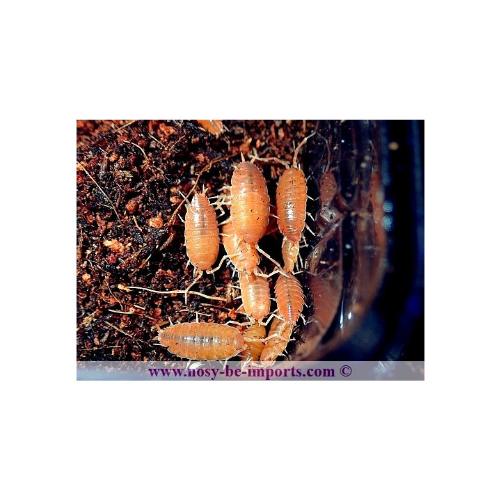 Porcellionides pruinosus (cloportes rouge)