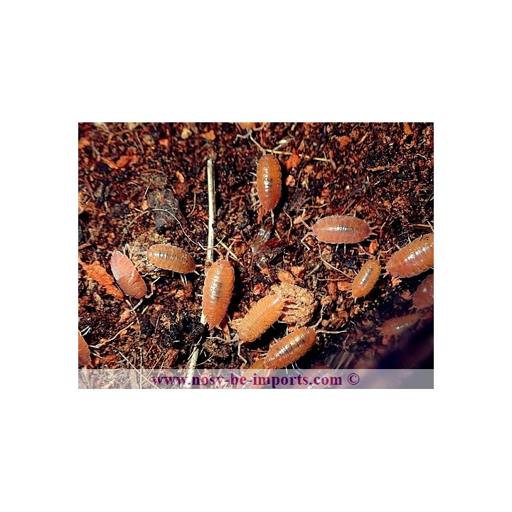 Porcellionides pruinosus (cloportes rouge)