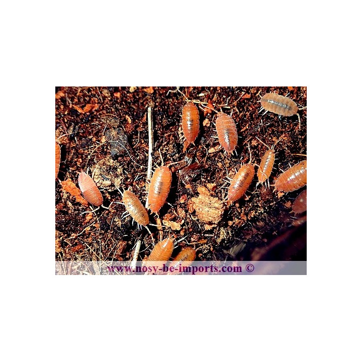 Porcellionides pruinosus (cloportes rouge)