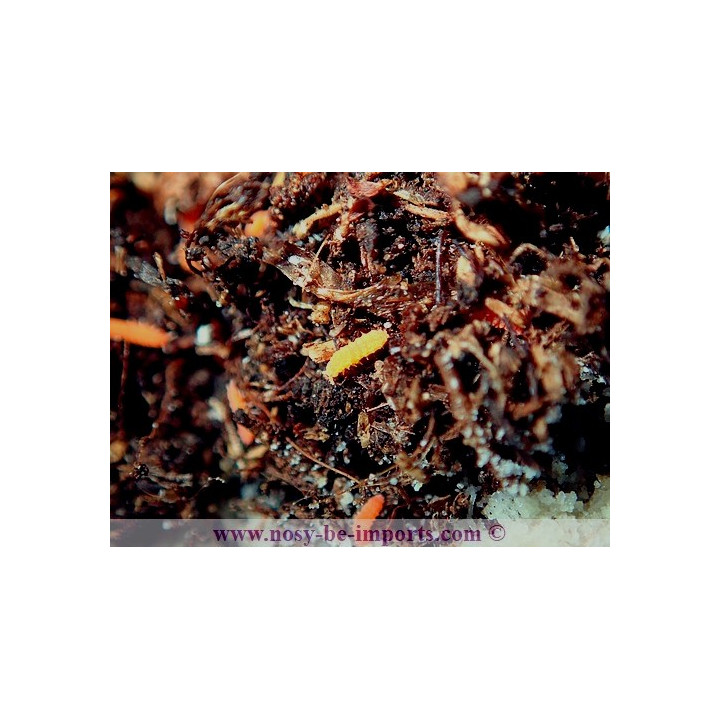 Collemboles rouges ( Bilobella braunerae)