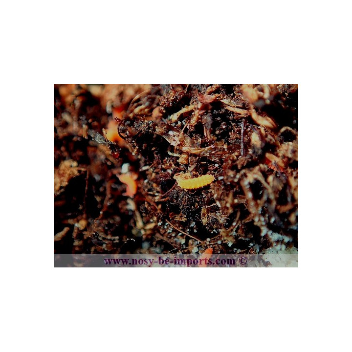 Collemboles rouges ( Bilobella braunerae)