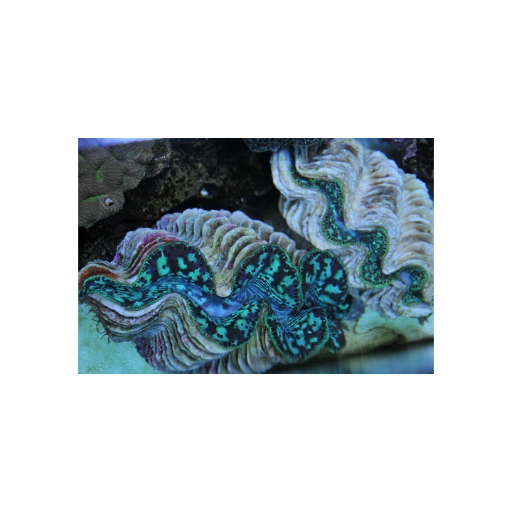 Tridacna maxima