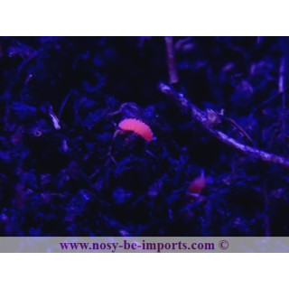 Collemboles rouges ( Bilobella braunerae)