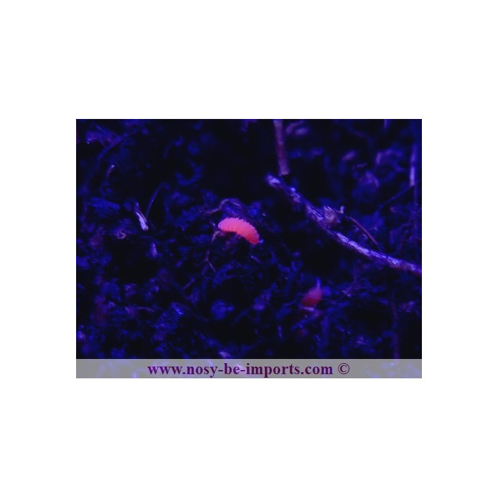 Collemboles rouges ( Bilobella braunerae)
