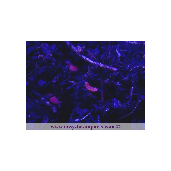 Collemboles rouges ( Bilobella braunerae)