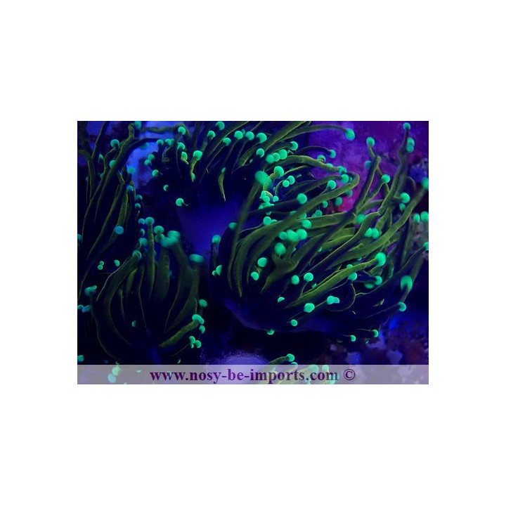 Euphyllia glabrescens NYknicks
