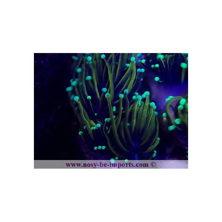 Euphyllia glabrescens NYknicks