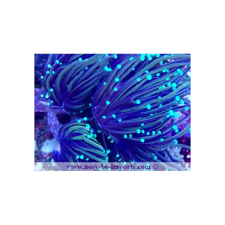 Euphyllia glabrescens NYknicks