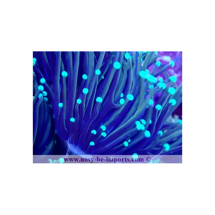 Euphyllia glabrescens NYknicks