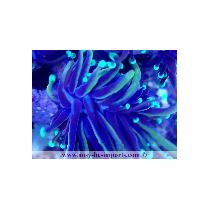 Euphyllia glabrescens NYknicks
