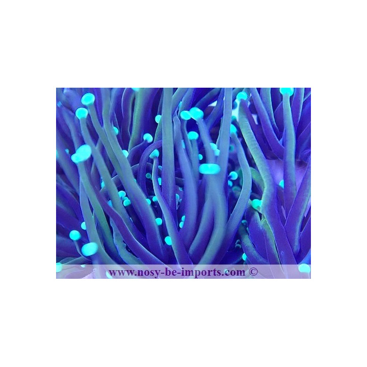 Euphyllia glabrescens NYknicks