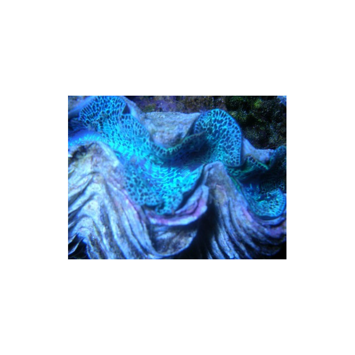 Tridacna maxima