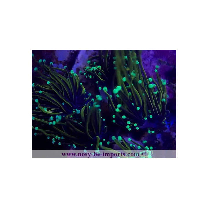 Euphyllia glabrescens NYknicks