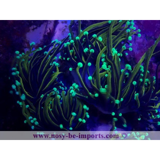 Euphyllia glabrescens NYknicks