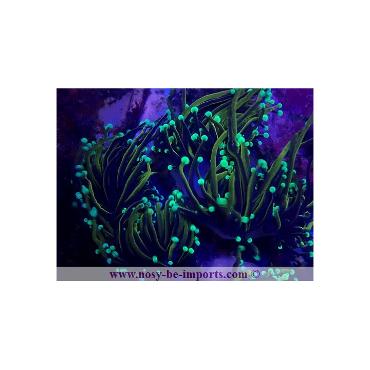 Euphyllia glabrescens NYknicks