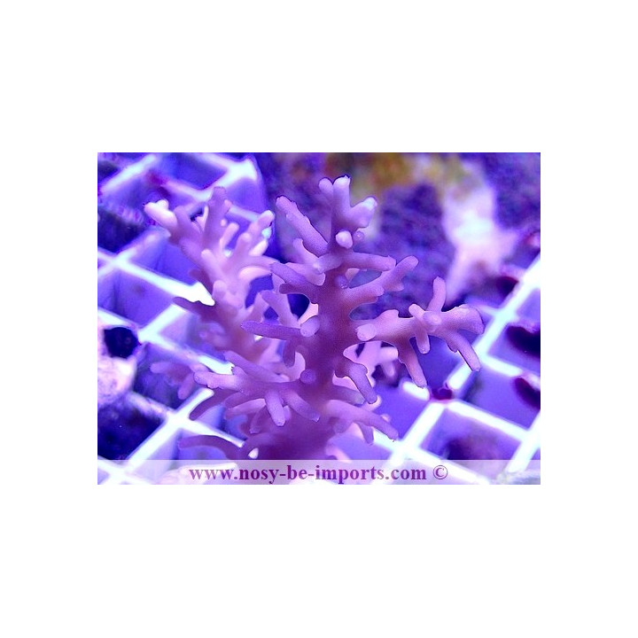Acropora jacquelineae