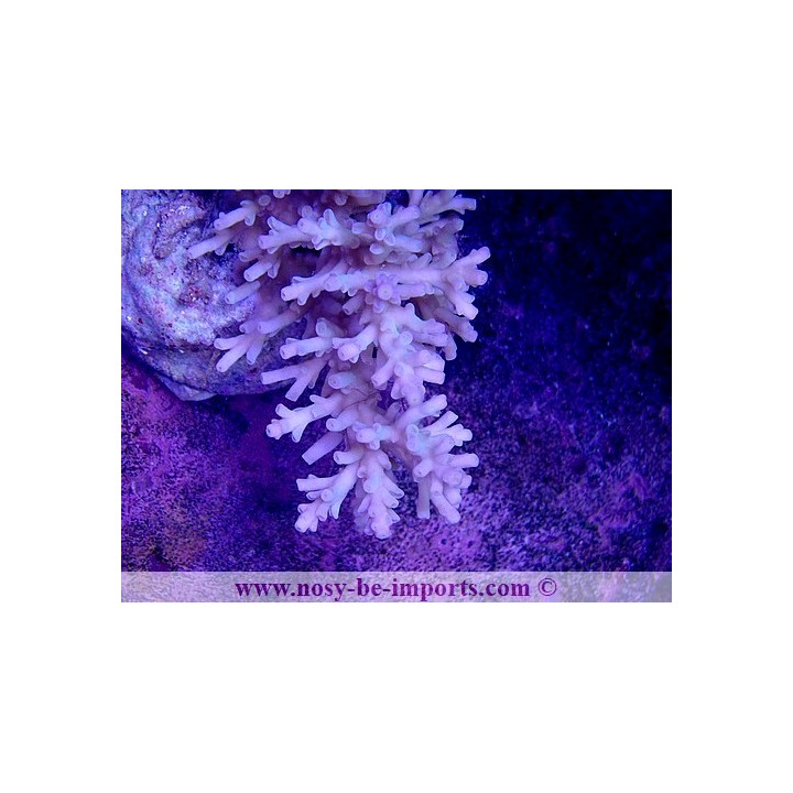 Acropora jacquelineae