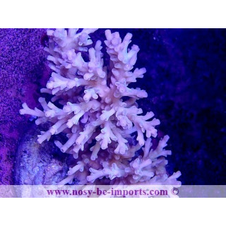 Acropora jacquelineae