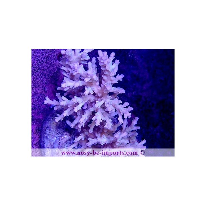 Acropora jacquelineae