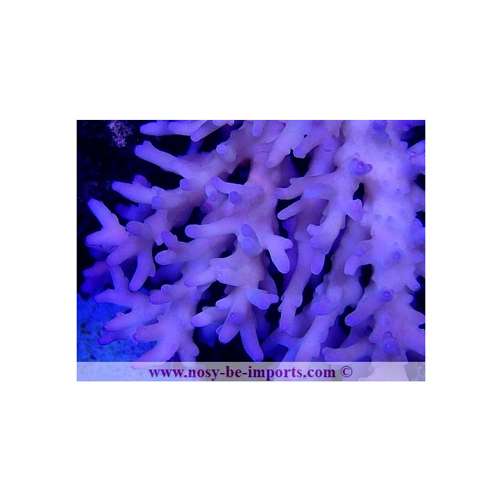 Acropora caroliniana
